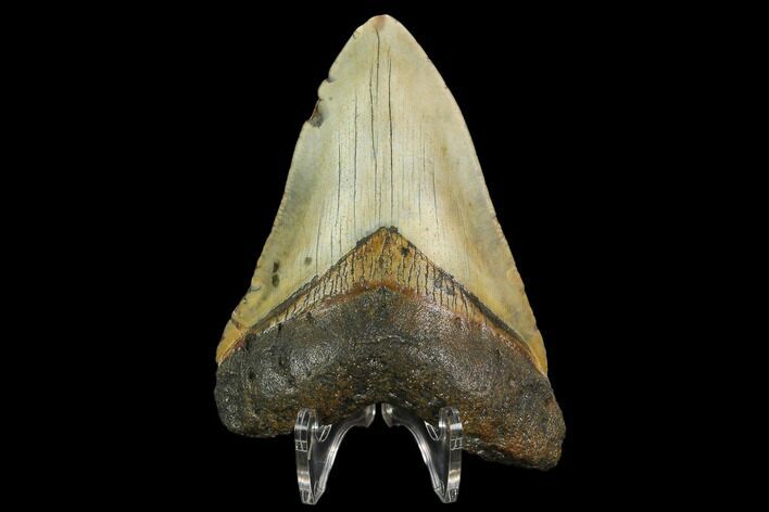 Fossil Megalodon Tooth - North Carolina #124666